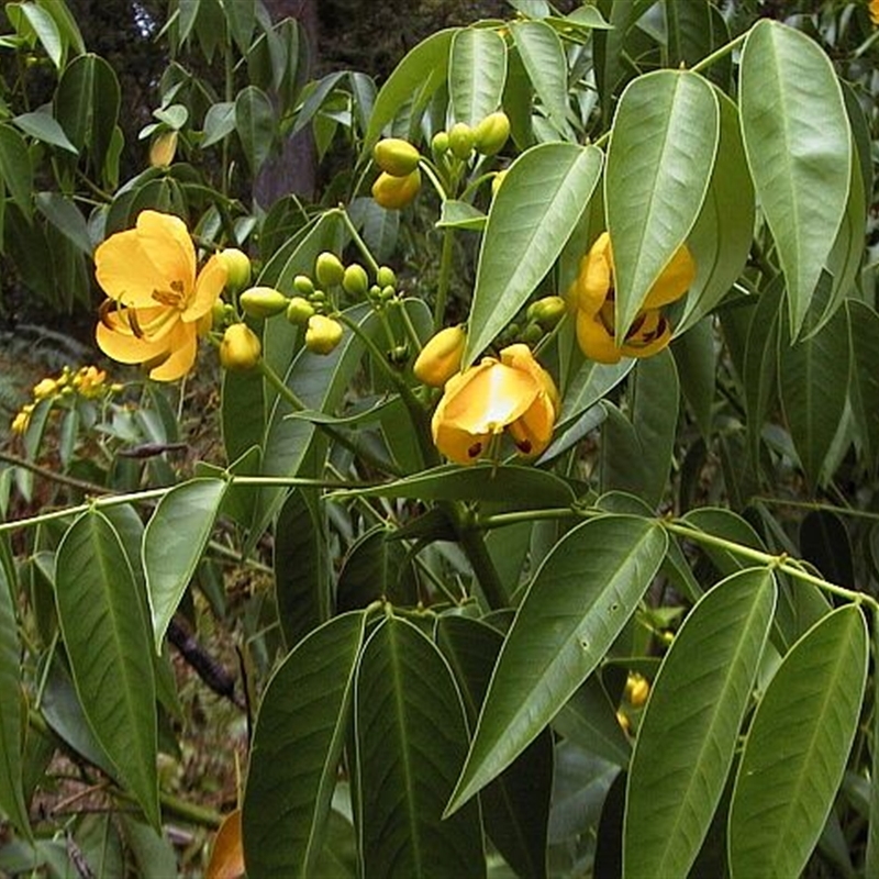 Senna septemtrionalis