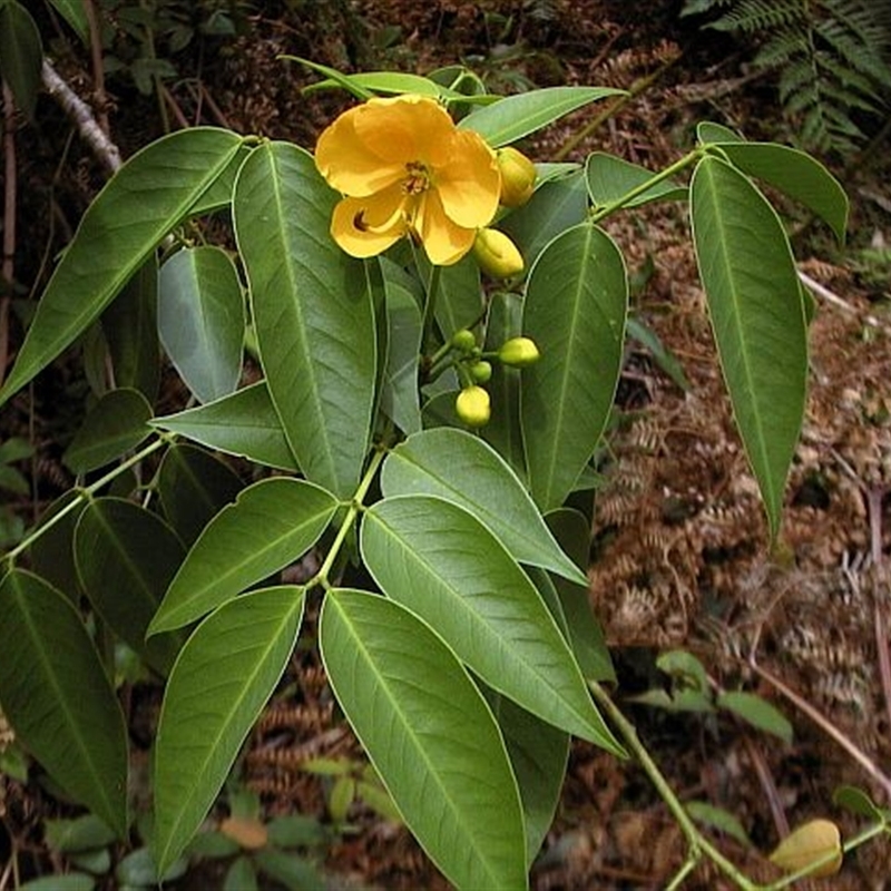 Senna septemtrionalis