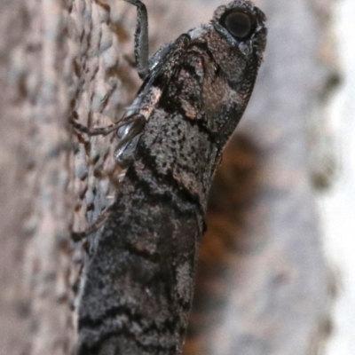 Asarta sp. (genus)