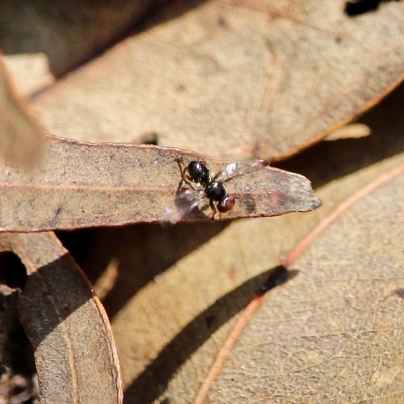 Sepsidae (family)