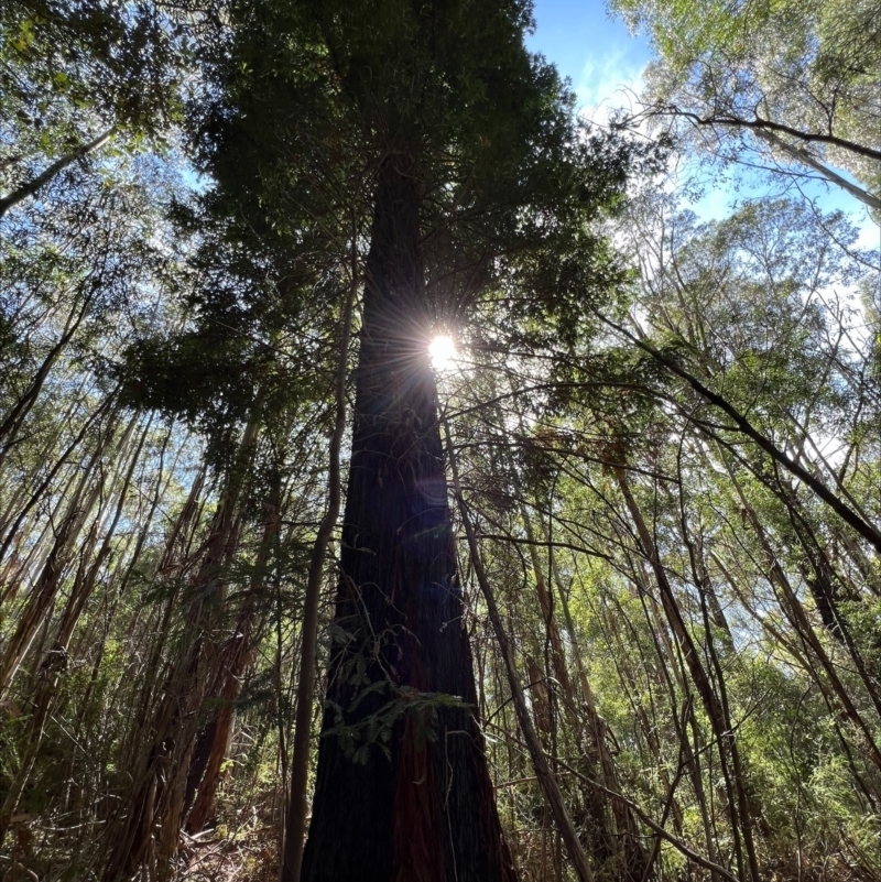 Sequoiadendron giganteum