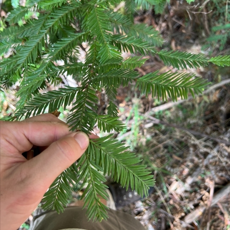 Sequoiadendron giganteum