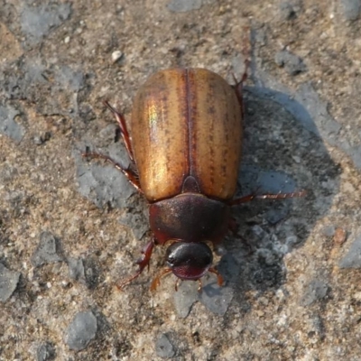 Sericesthis geminata