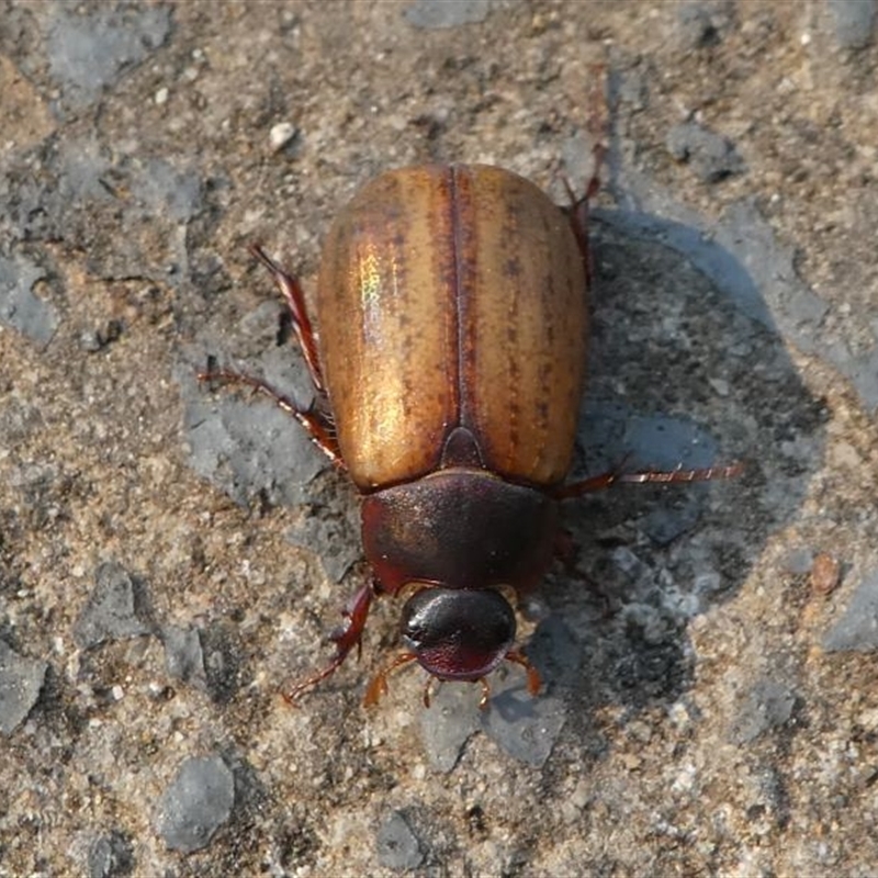 Sericesthis geminata