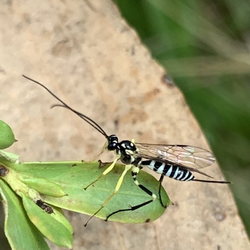 Sericopimpla sp. (genus)