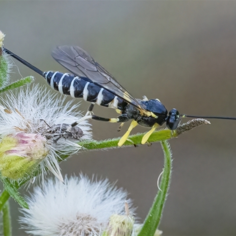 Sericopimpla sp. (genus)