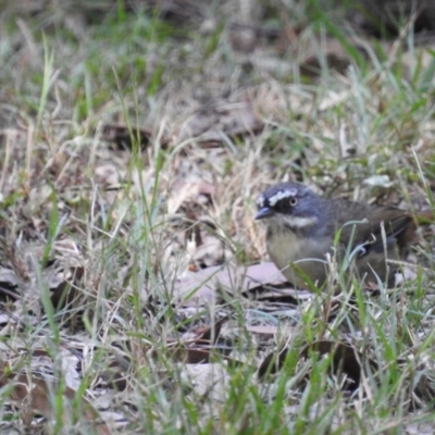 Sericornis frontalis