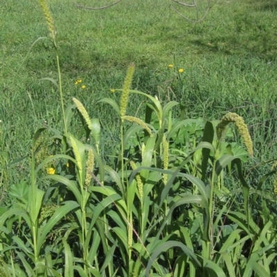 Setaria italica