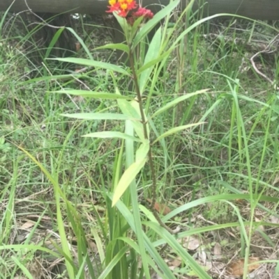 Asclepias curassavica