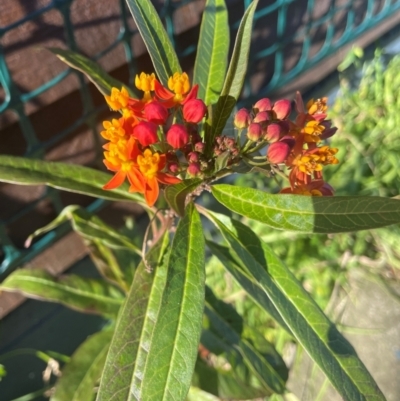 Asclepias curassavica