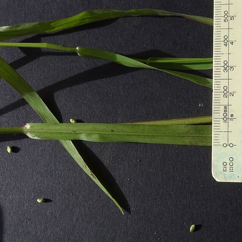 Setaria pumila