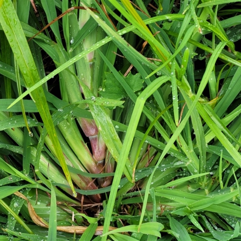 Setaria sphacelata