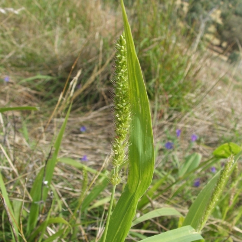 Setaria verticillata