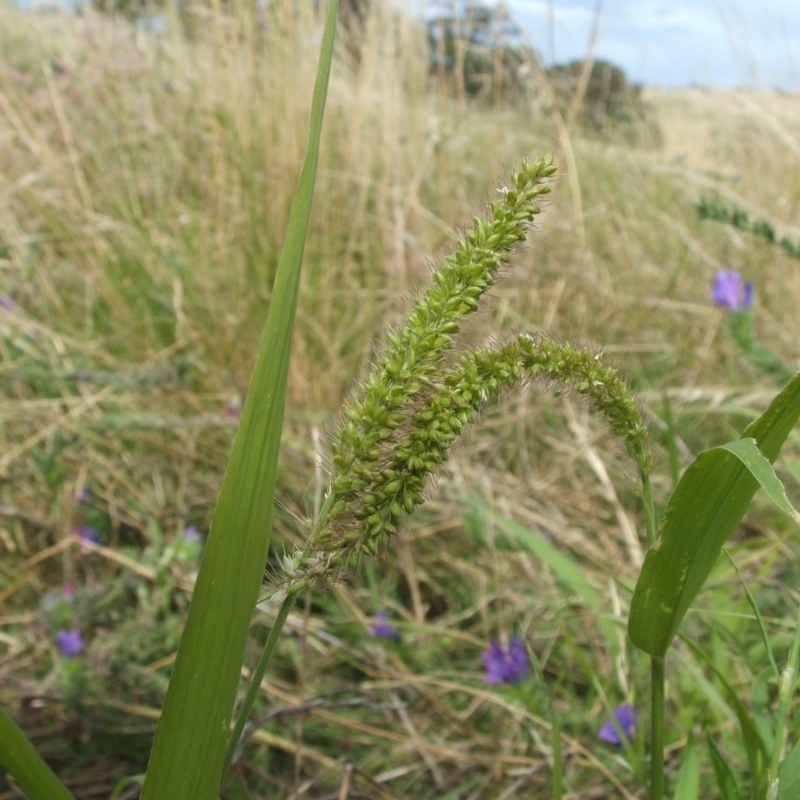 Setaria verticillata