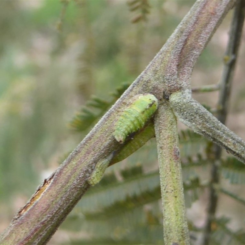 Sextius virescens