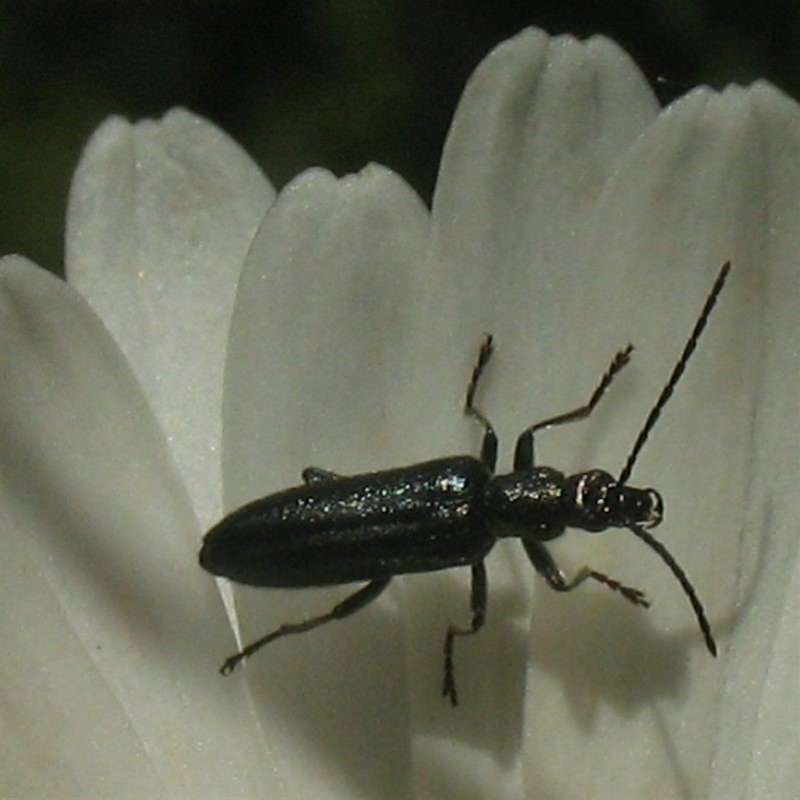 Asclera sublineata