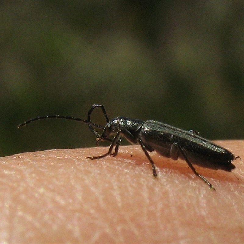 Asclera sublineata