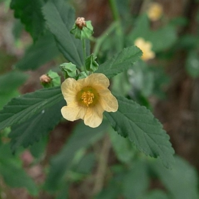 Sida rhombifolia