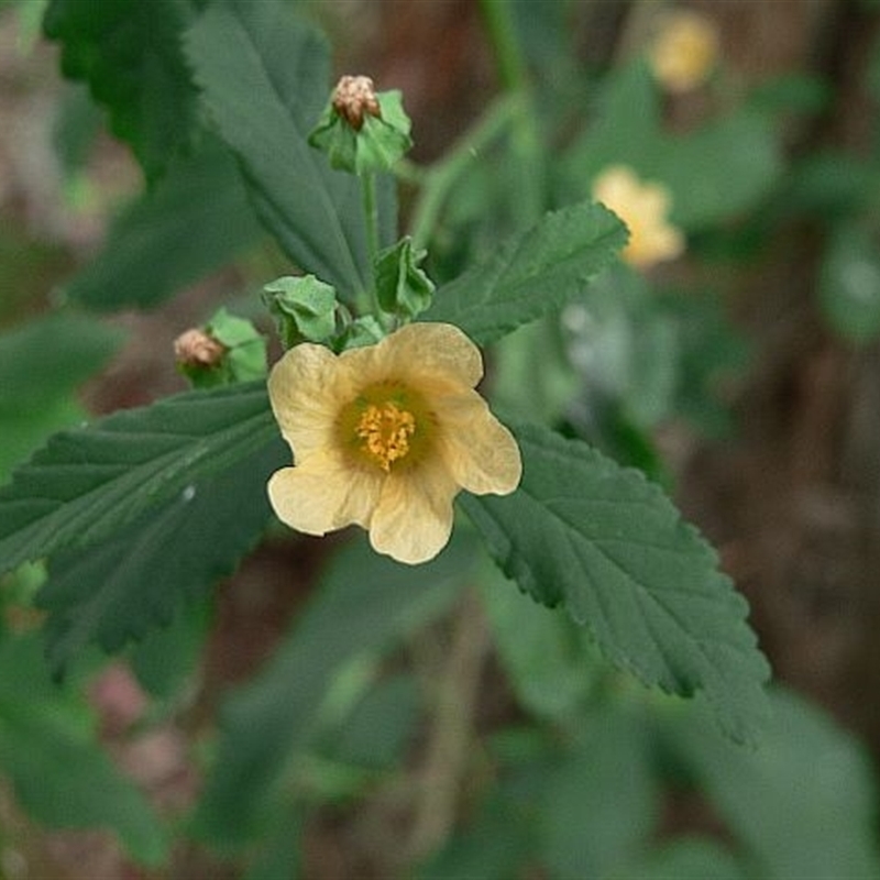 Sida rhombifolia