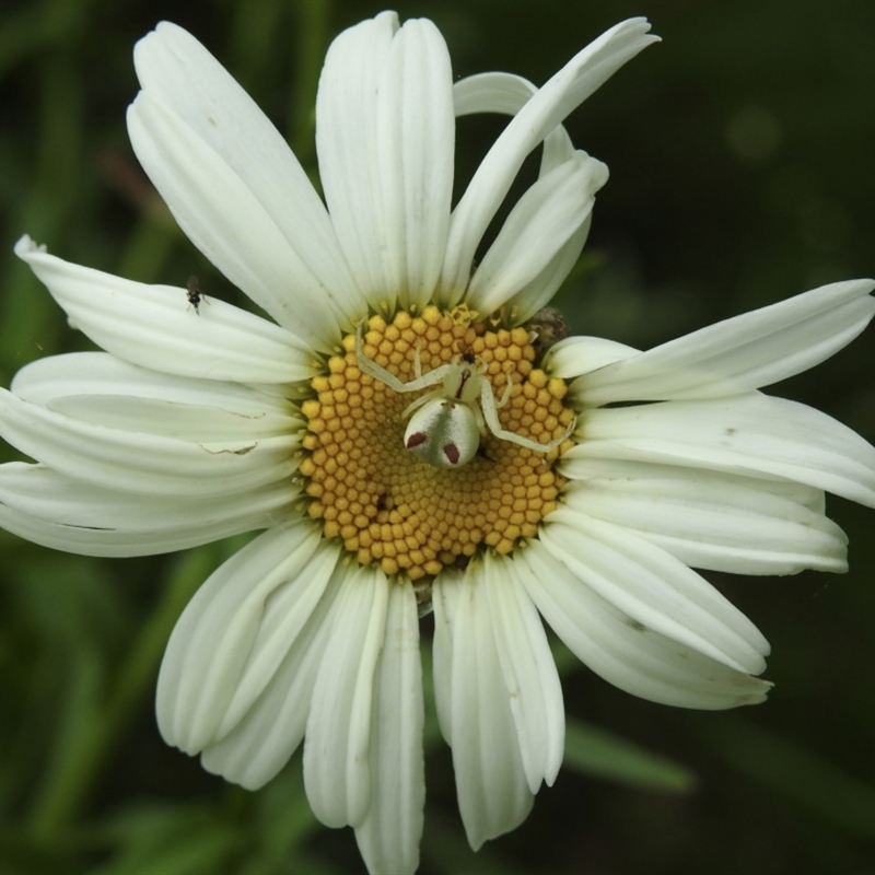 Sidymella rubrosignata