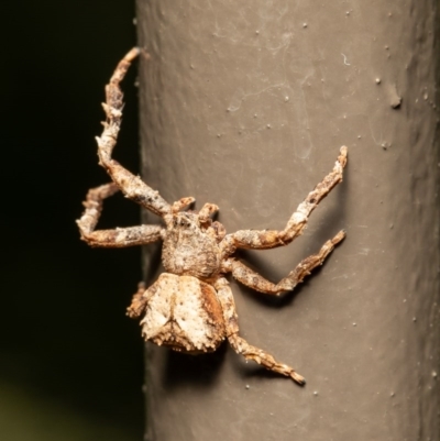 Sidymella sp. (genus)