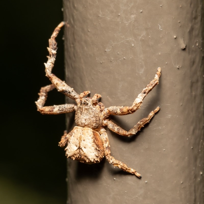 Sidymella sp. (genus)