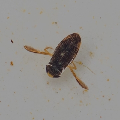 Sigara sp. (genus)