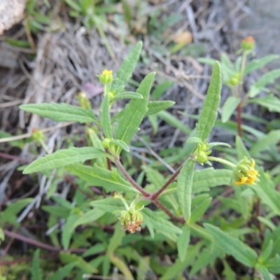 Sigesbeckia australiensis