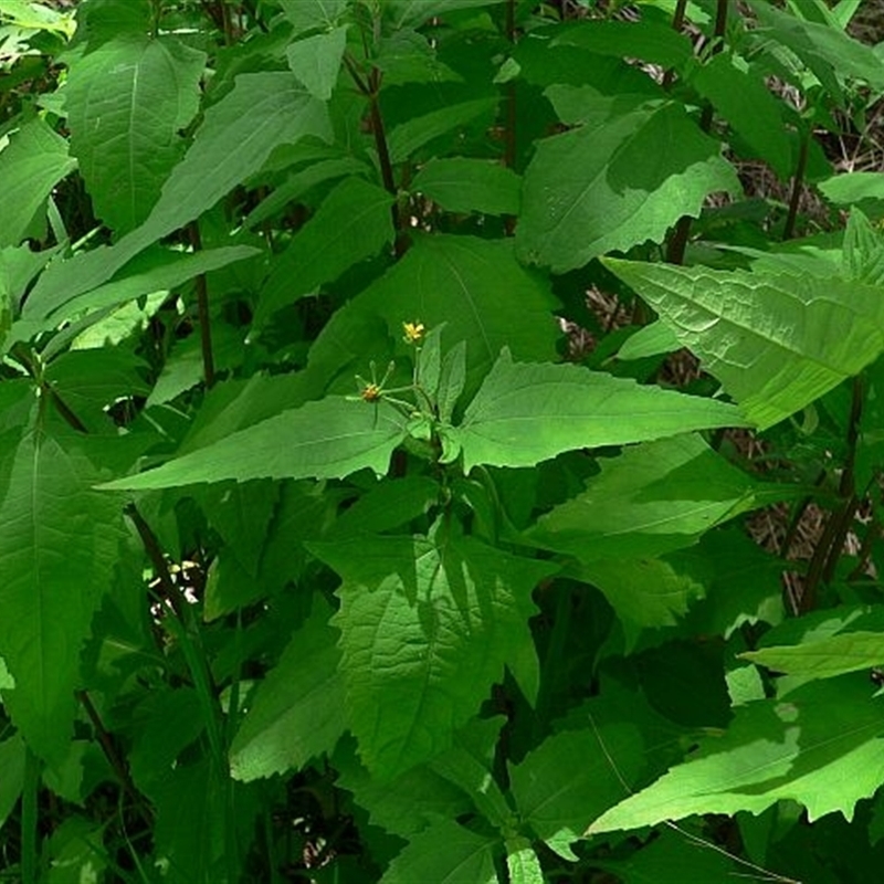 Sigesbeckia orientalis