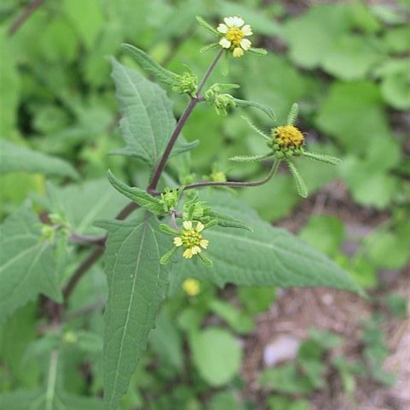 Sigesbeckia orientalis