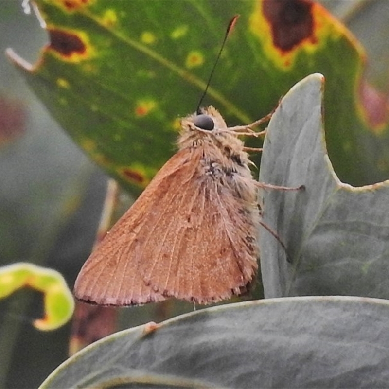 Timoconia flammeata