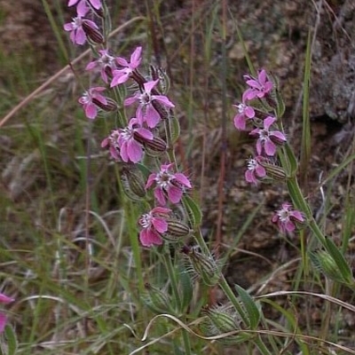 Silene gallica