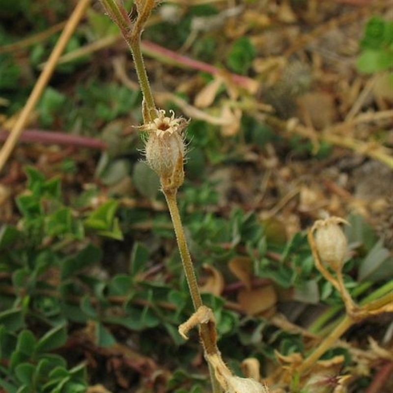 Silene gallica