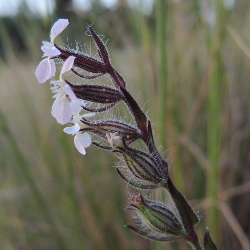 Silene gallica var. gallica