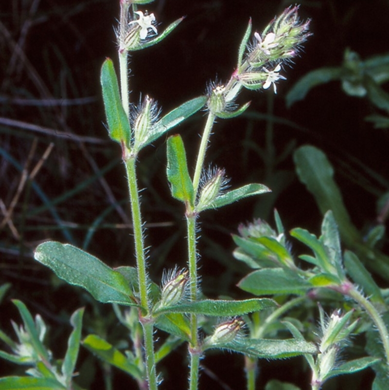 Silene gallica var. gallica