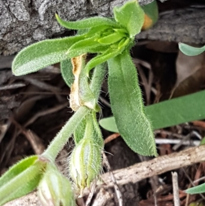 Silene latifolia