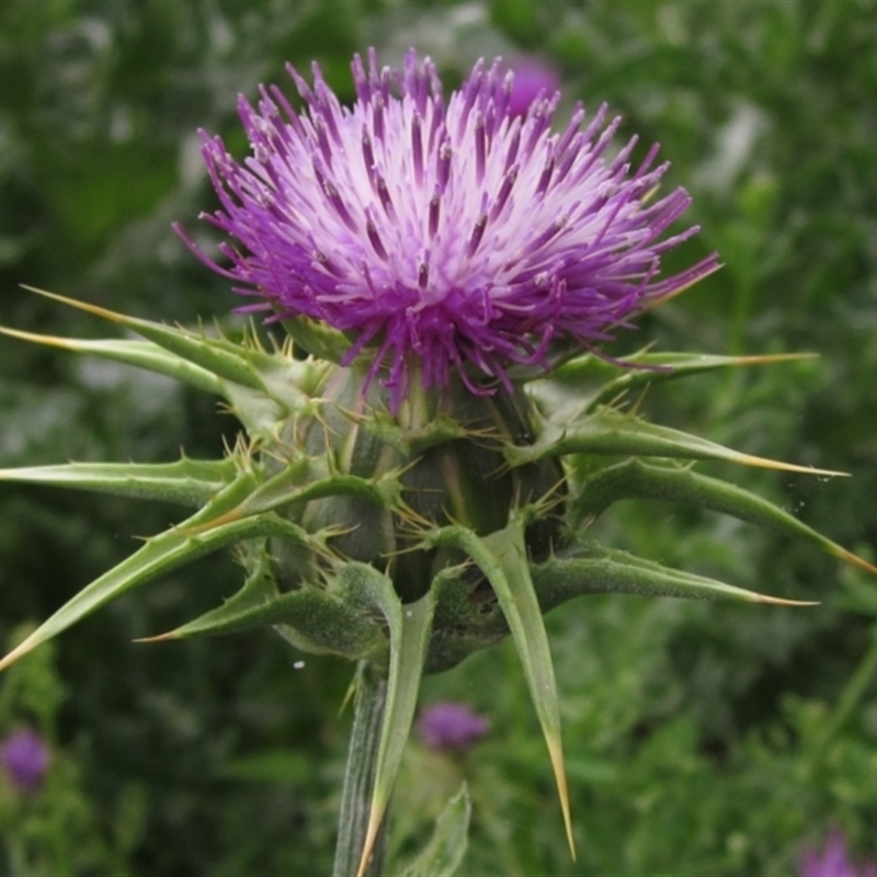 Silybum marianum