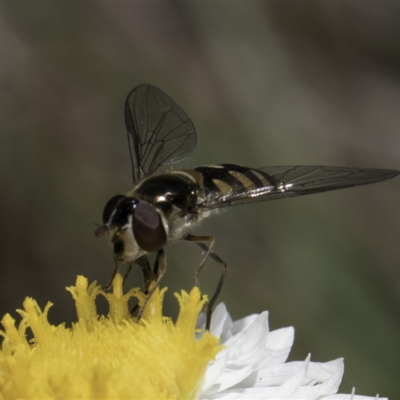 Simosyrphus grandicornis