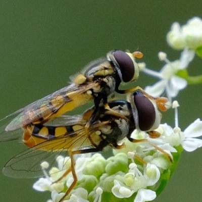 Simosyrphus grandicornis