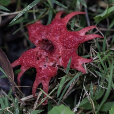 Aseroe rubra