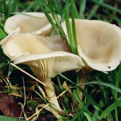 Singerocybe clitocyboides