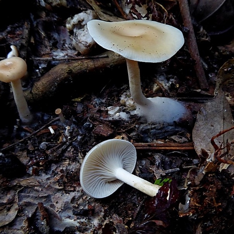 Singerocybe clitocyboides