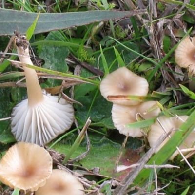 Singerocybe clitocyboides