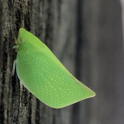 Siphanta acuta