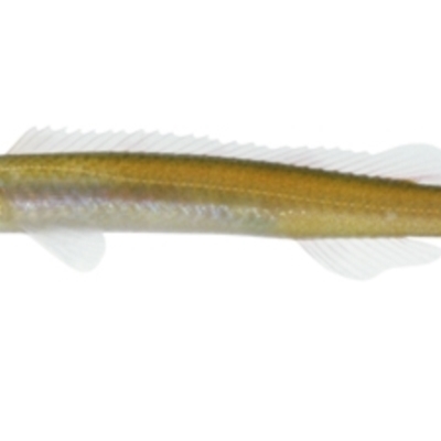 Siphonognathus beddomei