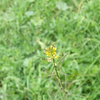 Sisymbrium erysimoides