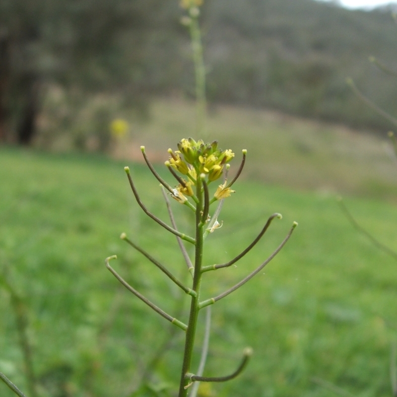 Sisymbrium erysimoides