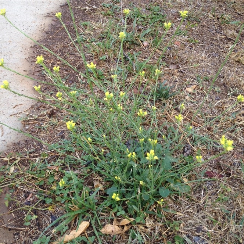 Sisymbrium officinale