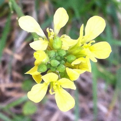 Sisymbrium officinale