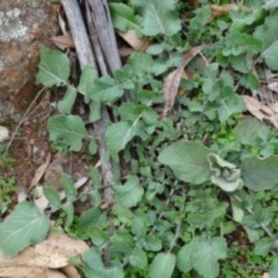 Sisymbrium orientale